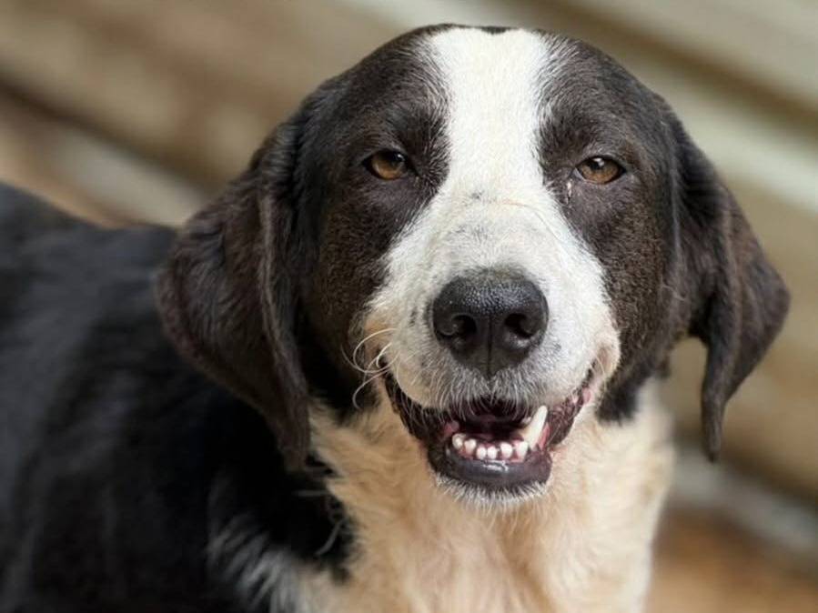 Adozione cane, femmina, Razza sconosciuta Razza sconosciuta, 2 anni e 11 mesi, taglia media, Firenze