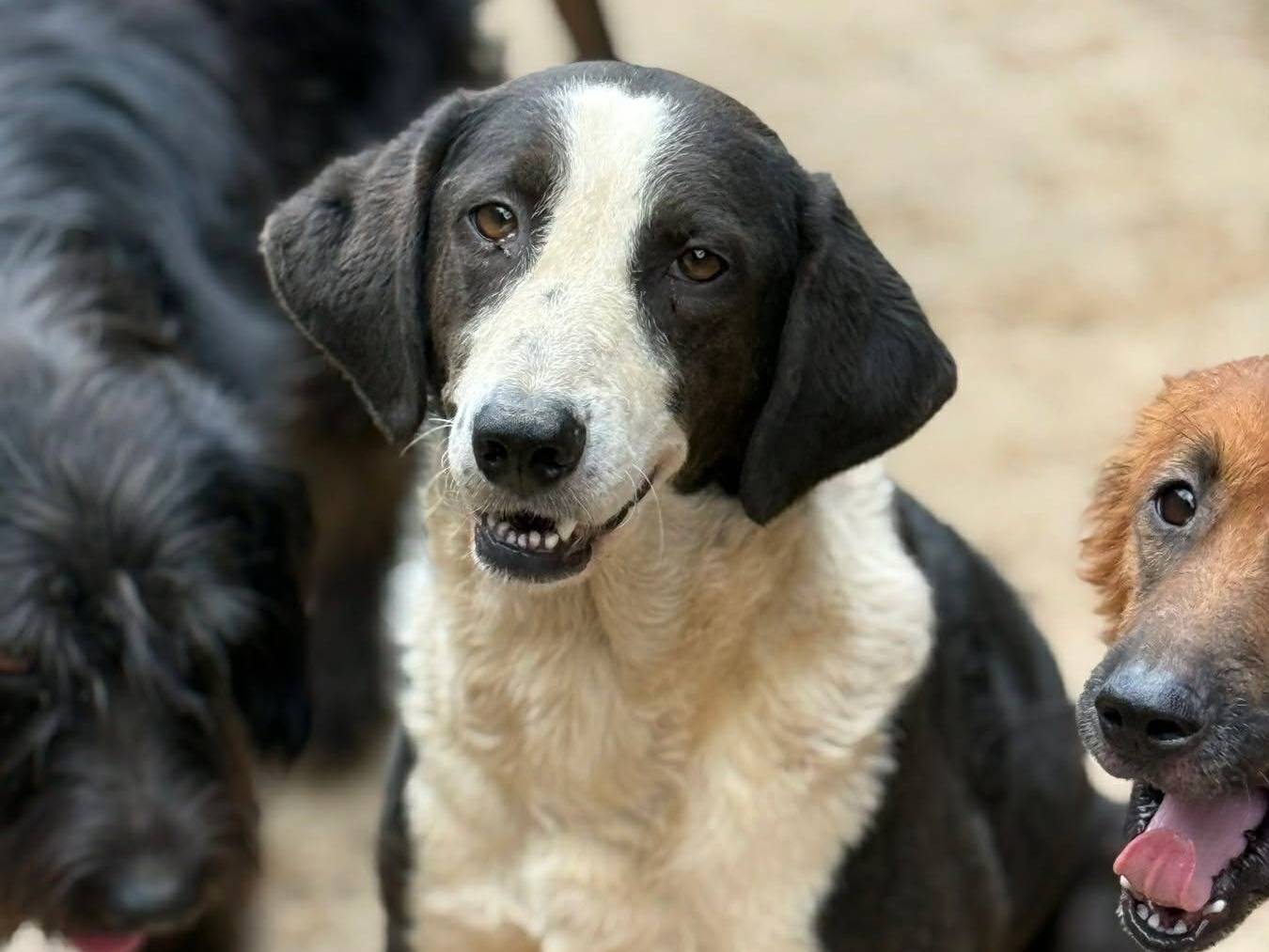 Vuoi adottare un cane a Firenze?