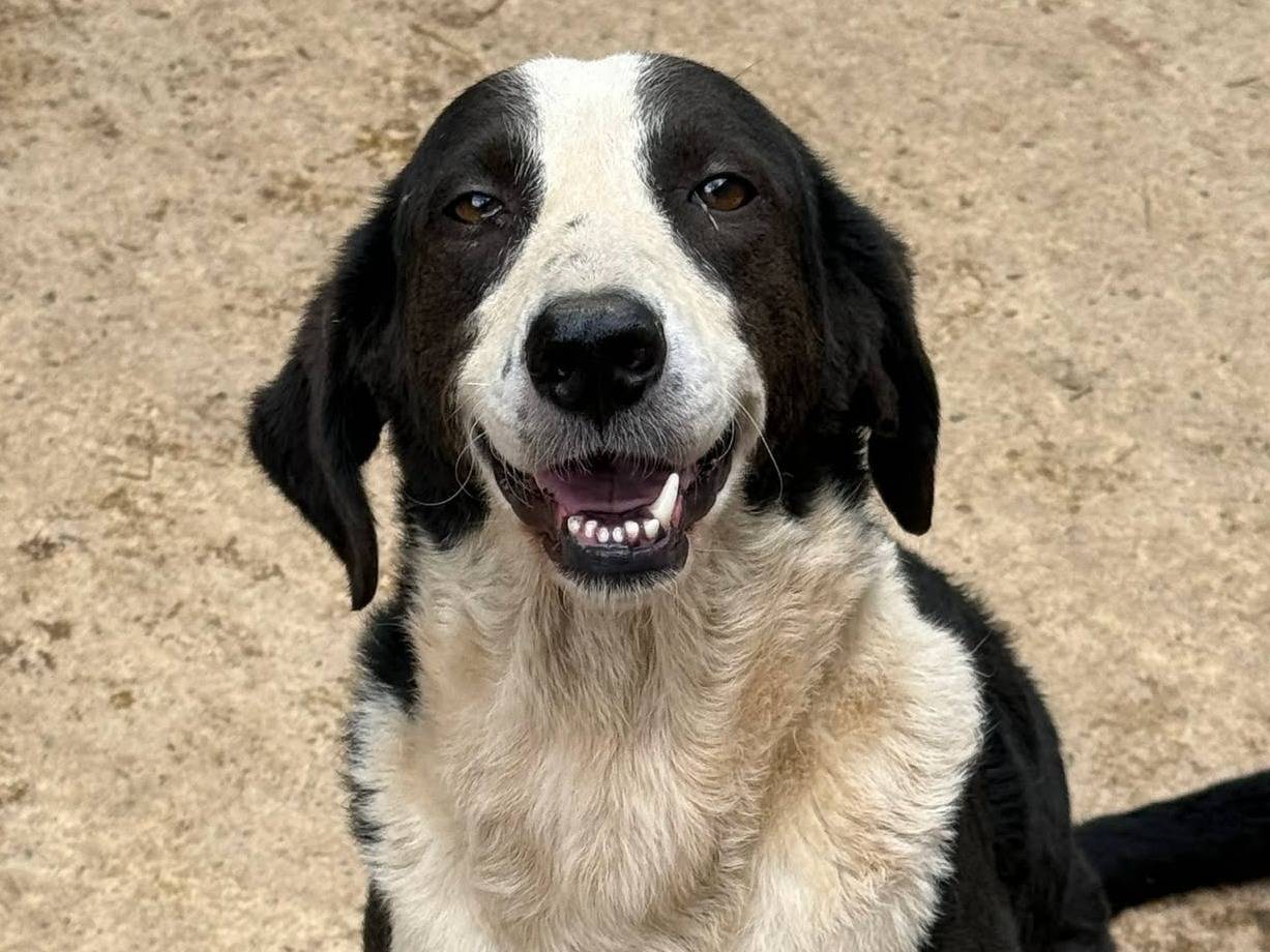 Adotta un cane, femmina, 2 anni e 11 mesi, Firenze