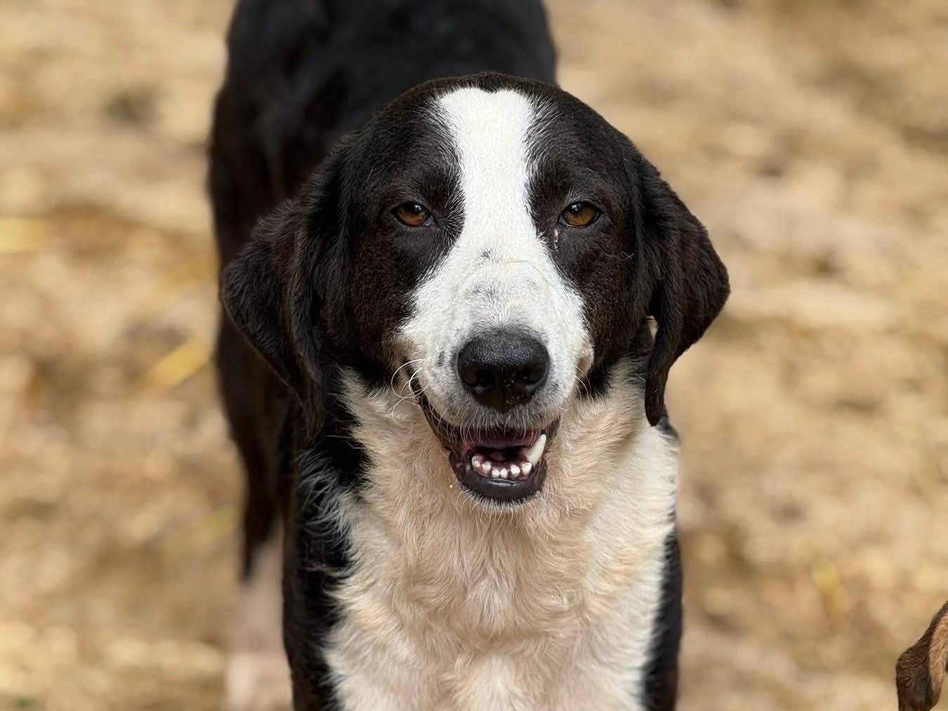 Adotta il cane KENDALL a Firenze