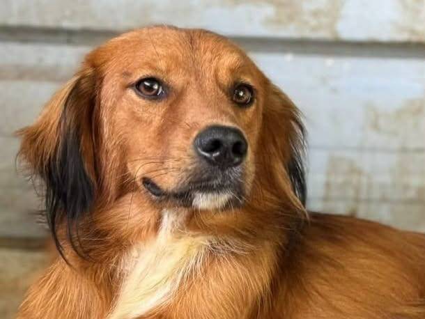 Adotta un cane, maschio, 2 anni, Firenze