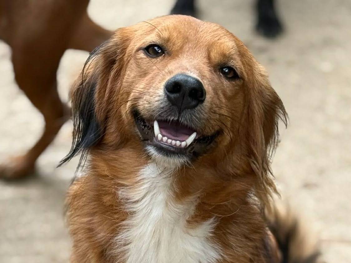 Adozione cane, maschio, Razza sconosciuta Razza sconosciuta, 2 anni, taglia media, Firenze