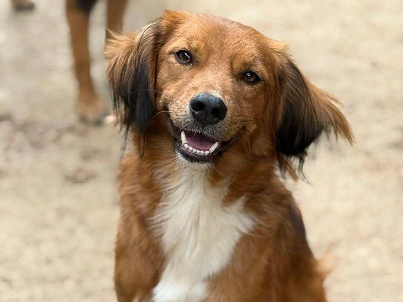 Vuoi adottare un cane a Firenze?
