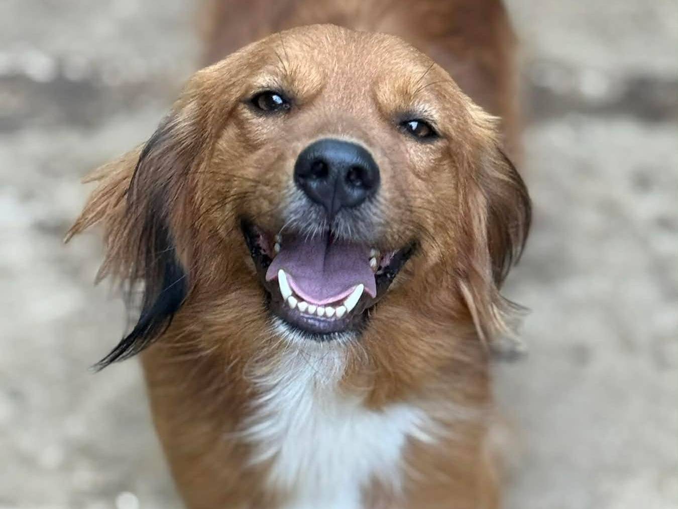 Adotta il cane RAMON a Firenze