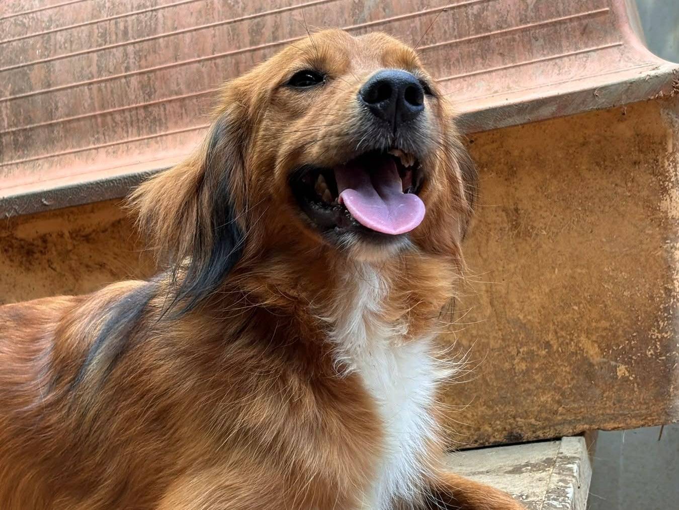 Adotta un cane, taglia media, maschio, Firenze
