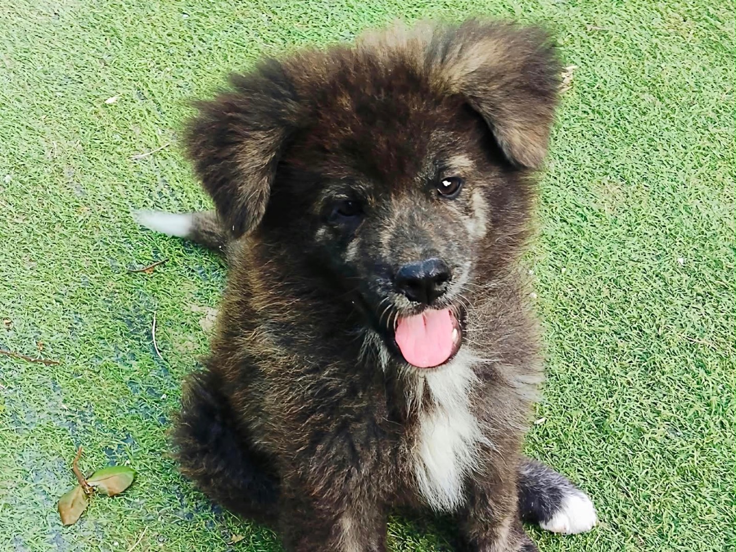 Adozione cane, maschio, Akita Razza sconosciuta, 3 mesi, taglia grande, Taranto