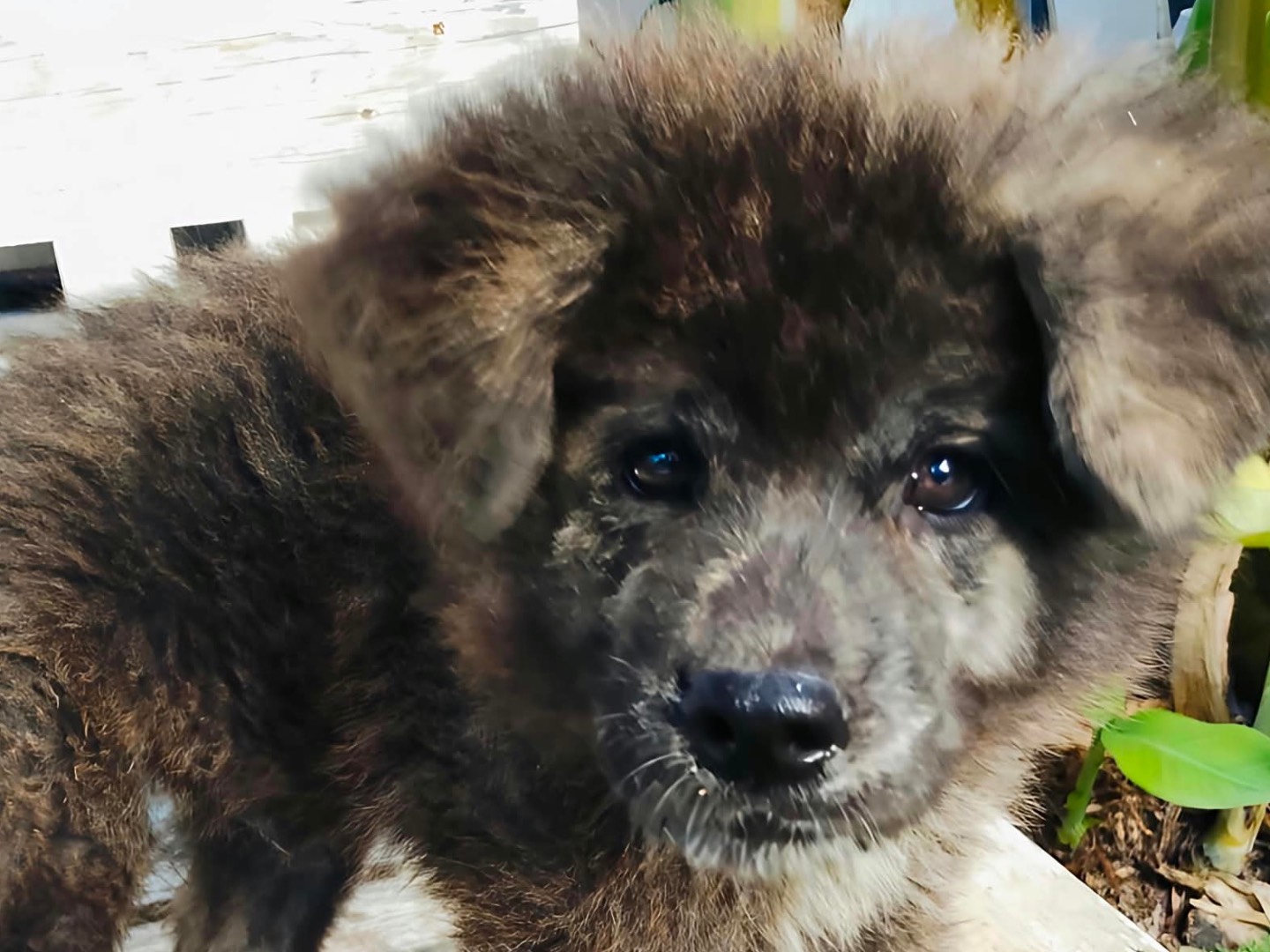 Adotta un cane, maschio, 3 mesi, Taranto