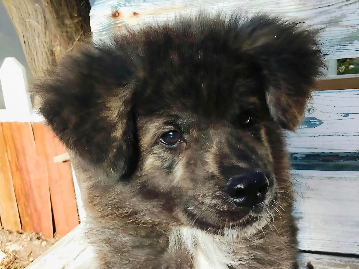 Adotta un cane, taglia grande, maschio, Taranto