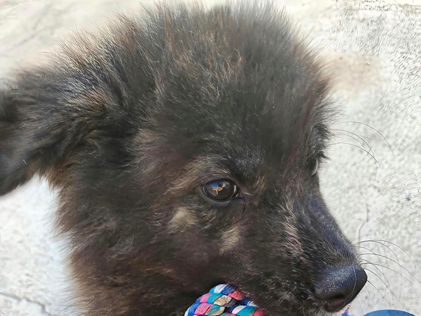 Vuoi adottare un cane a Taranto?