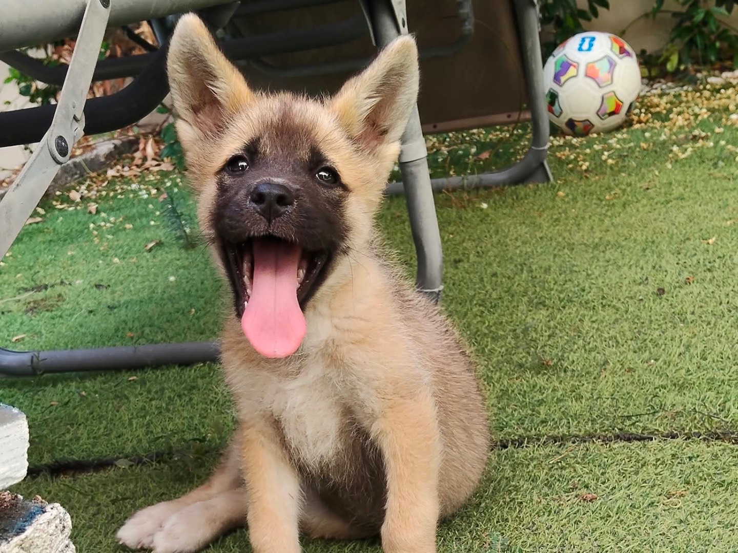 Adozione cane, femmina, Akita Razza sconosciuta, 3 mesi, taglia grande, Taranto