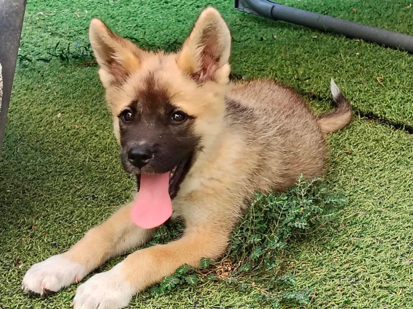 Adotta un cane, femmina, 3 mesi, Taranto