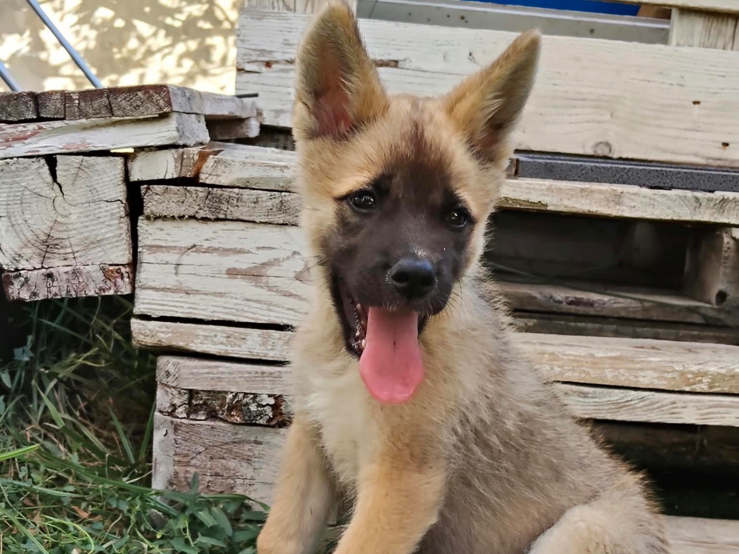 Adotta un cane, taglia grande, femmina, Taranto