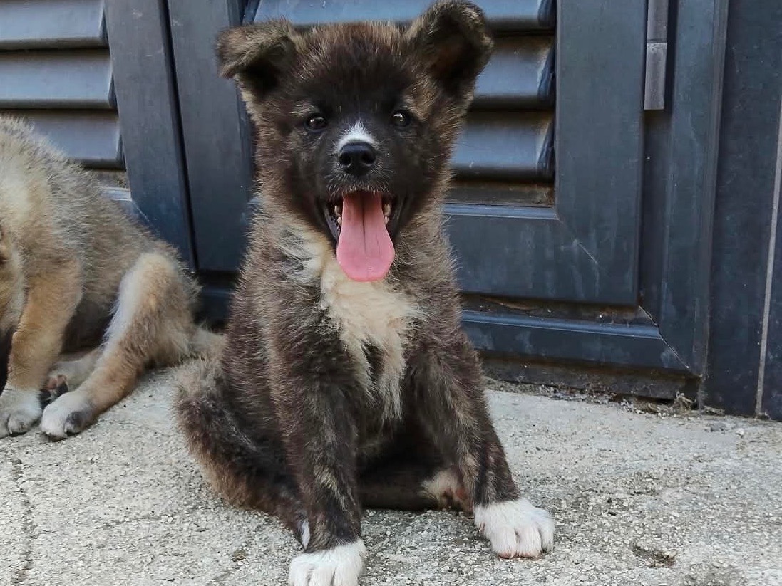 Adozione cane, femmina, Akita Razza sconosciuta, 3 mesi, taglia grande, Taranto