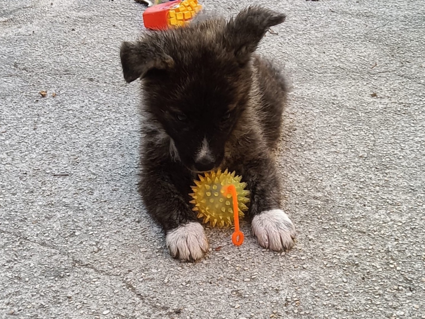 Adotta un cane, femmina, 3 mesi, Taranto