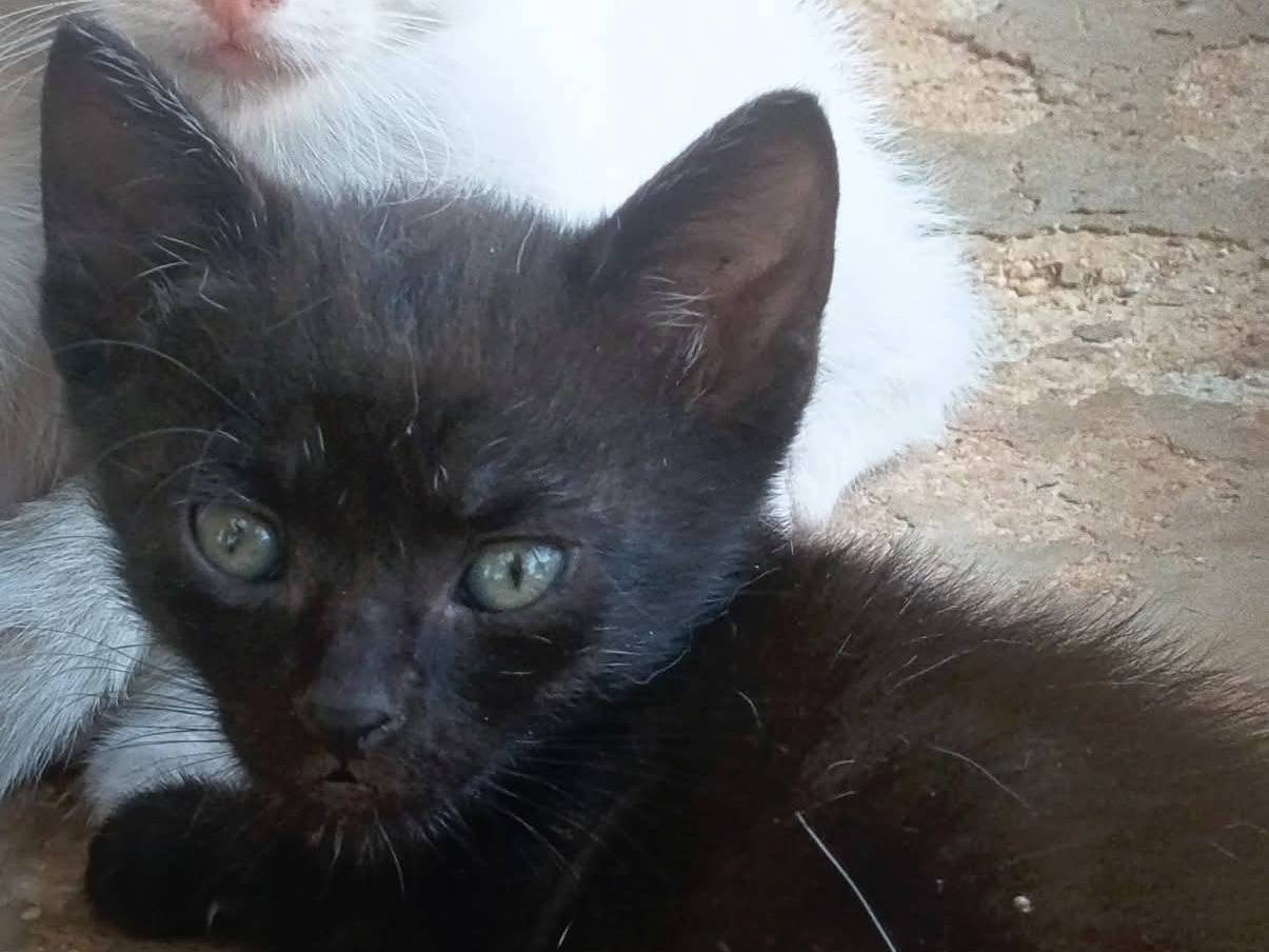 Adozione gatto, femmina, Razza sconosciuta Razza sconosciuta, 3 mesi, taglia non valida, Bari