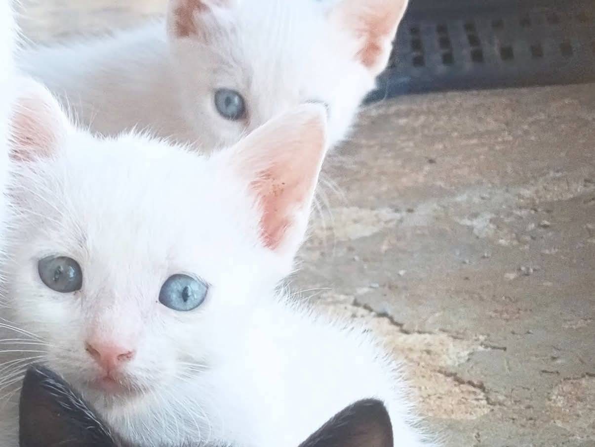 Adozione gatto, maschio, Razza sconosciuta Razza sconosciuta, 3 mesi, taglia non valida, Bari