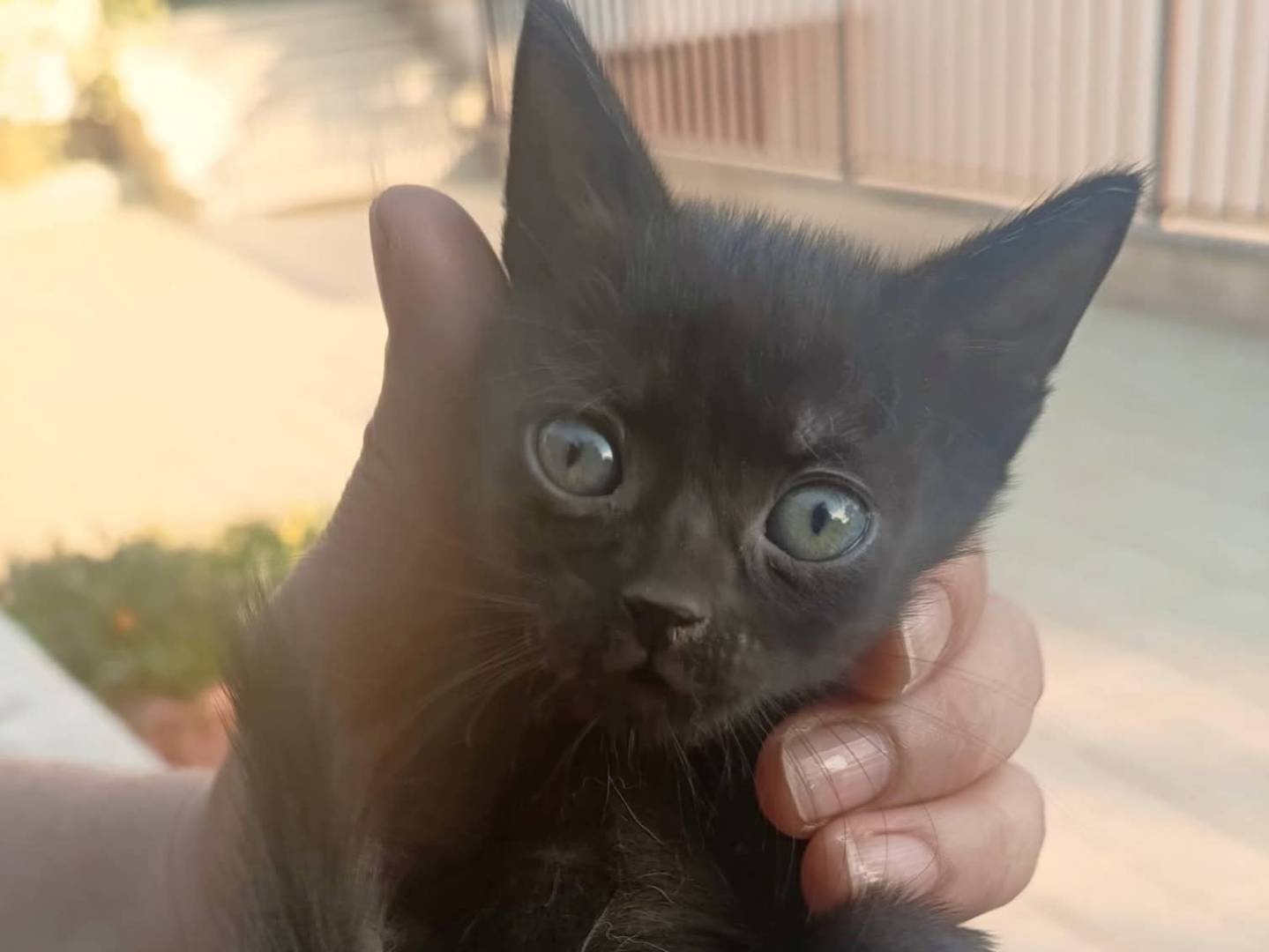 Adozione gatto, maschio, Razza sconosciuta Razza sconosciuta, 3 mesi, taglia non valida, Bari