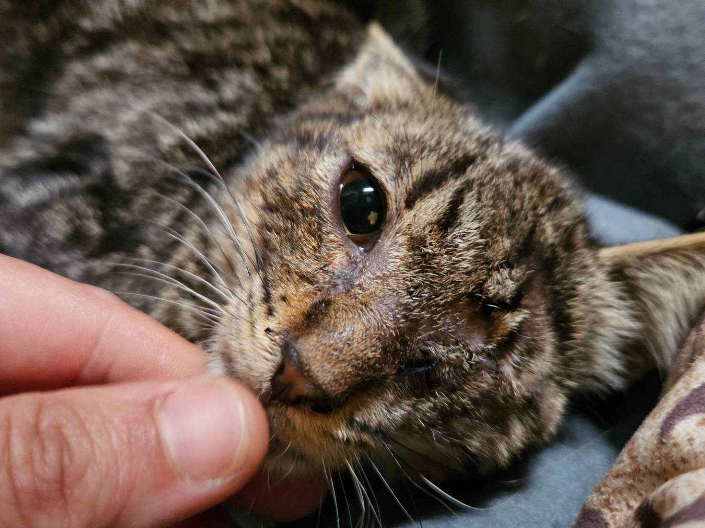 Adozione gatto, maschio, Razza sconosciuta Razza sconosciuta, 3 mesi, taglia non valida, Roma