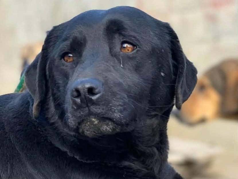 Adozione cane, femmina, Razza sconosciuta Razza sconosciuta, 6 anni e 10 mesi, taglia media, Firenze