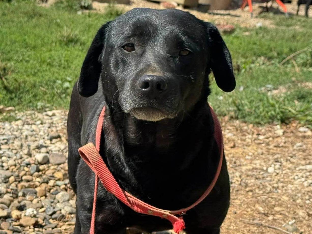 Adotta un cane, femmina, 6 anni e 10 mesi, Firenze