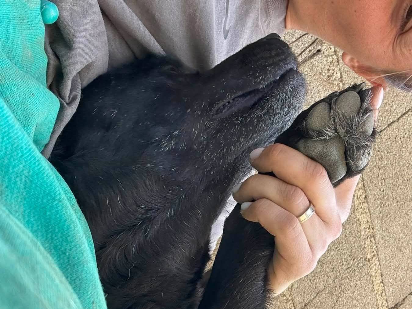 Vuoi adottare un cane a Firenze?