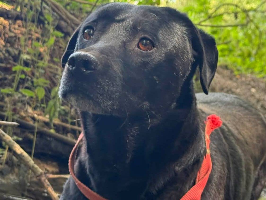 Adotta il cane BLAKE a Firenze