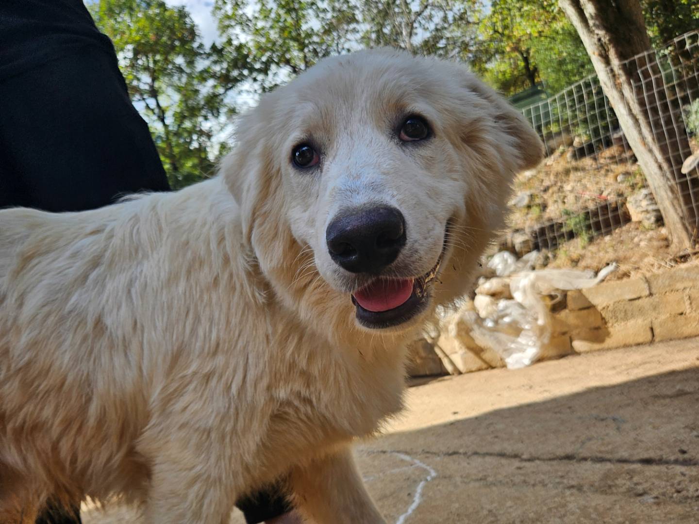 Adozione cane, maschio, Razza sconosciuta Razza sconosciuta, 7 mesi, taglia media, Roma