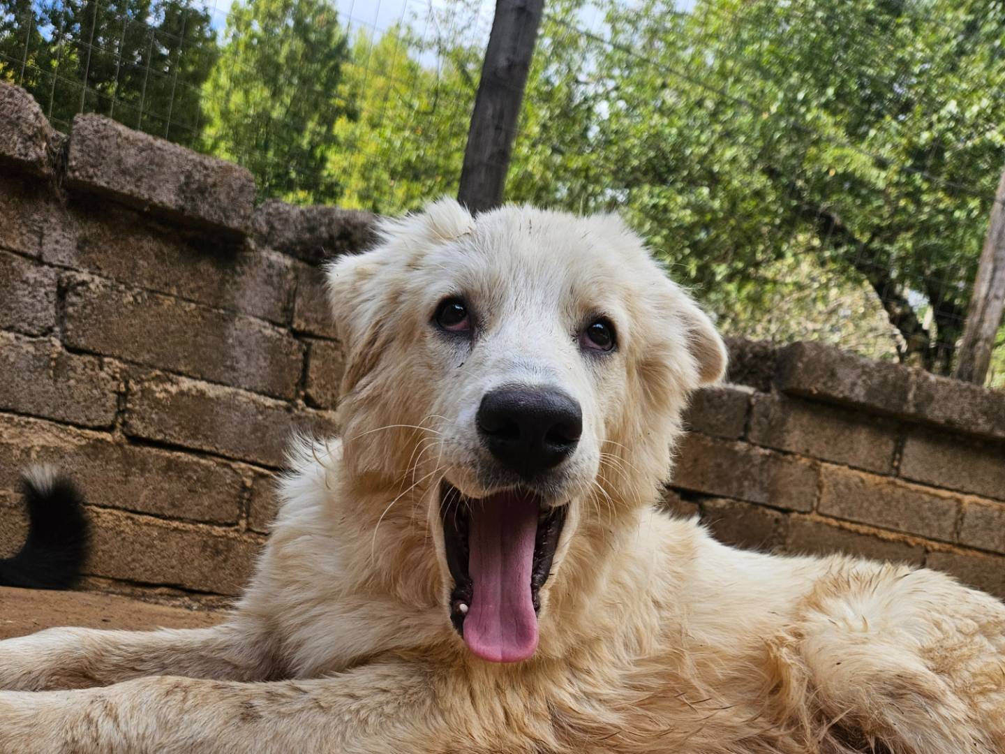 Adotta un cane, maschio, 7 mesi, Roma