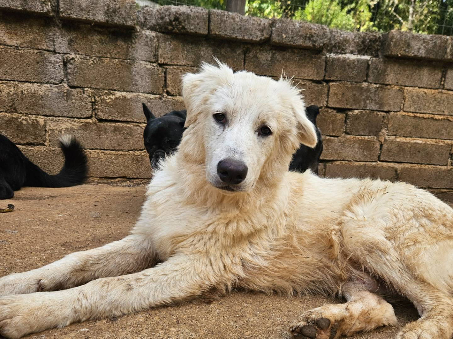 Adotta un cane, taglia media, maschio, Roma