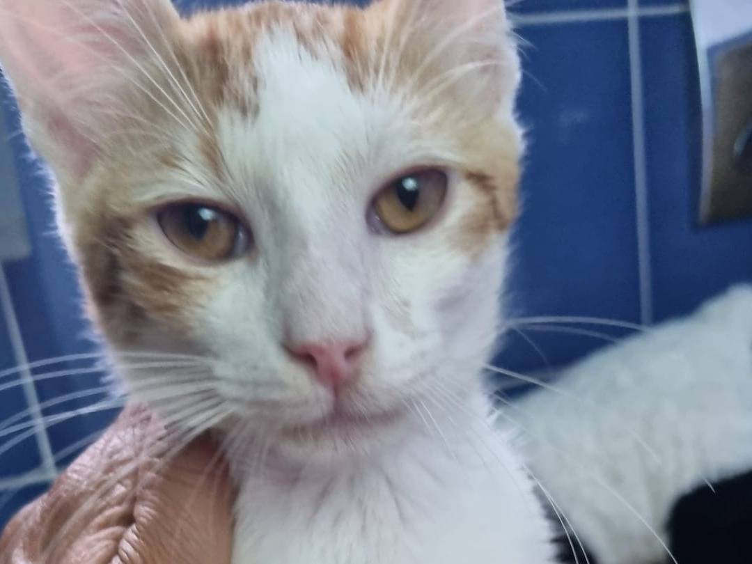 Adozione gatto, maschio, Razza sconosciuta Razza sconosciuta, 4 mesi, taglia non valida, Catania