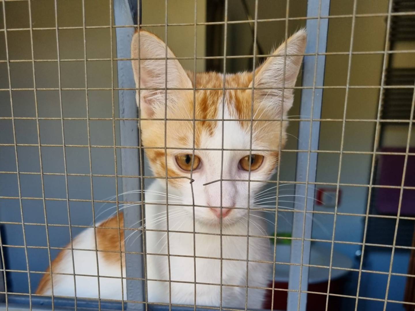 Adotta un gatto, maschio, 4 mesi, Catania