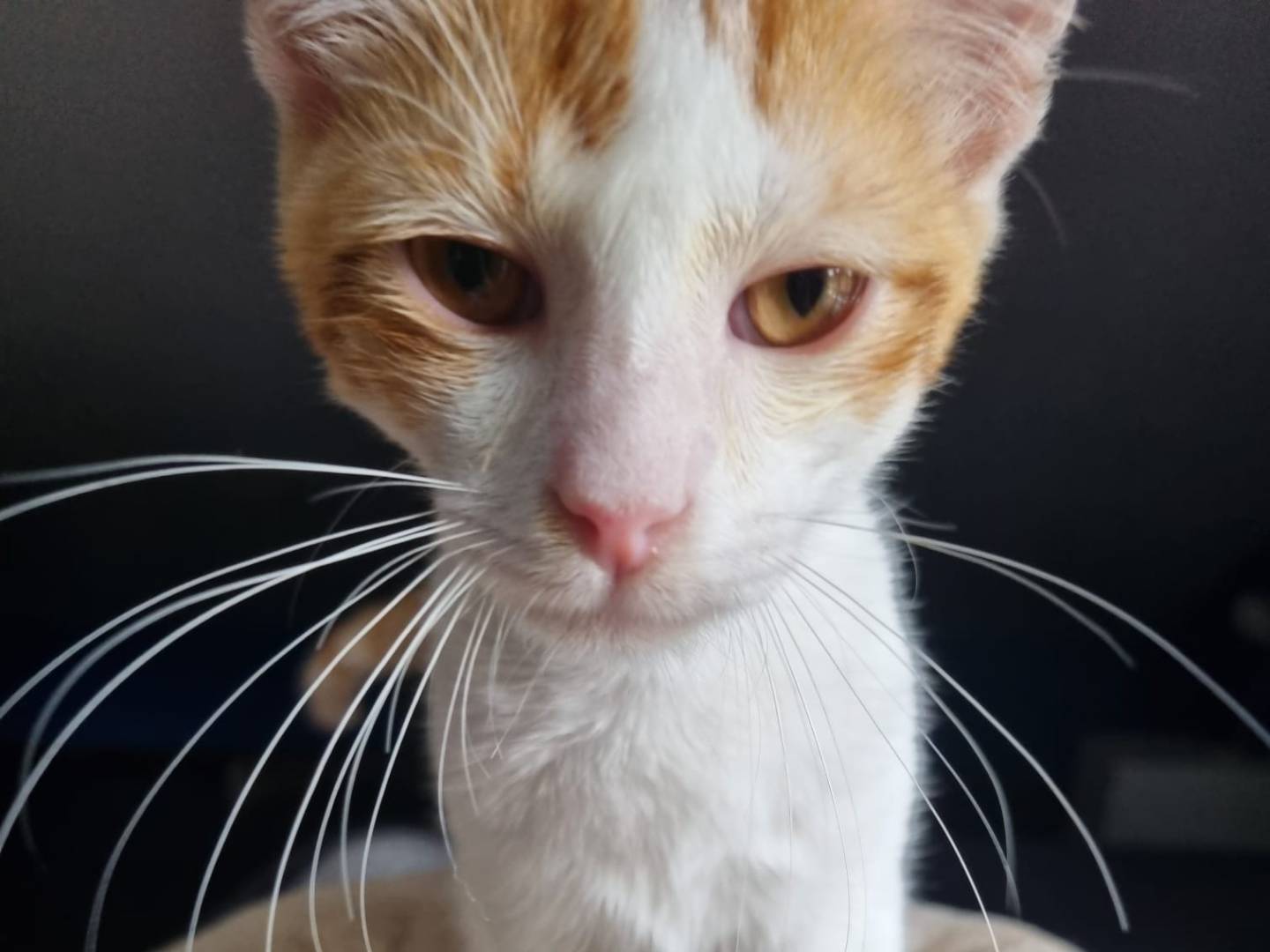 Adotta un gatto, taglia non valida, maschio, Catania