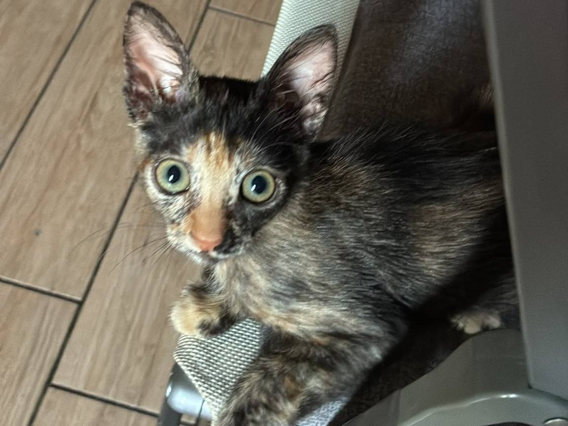 Adozione gatto, femmina, Razza sconosciuta Razza sconosciuta, 2 mesi, taglia non valida, Torino