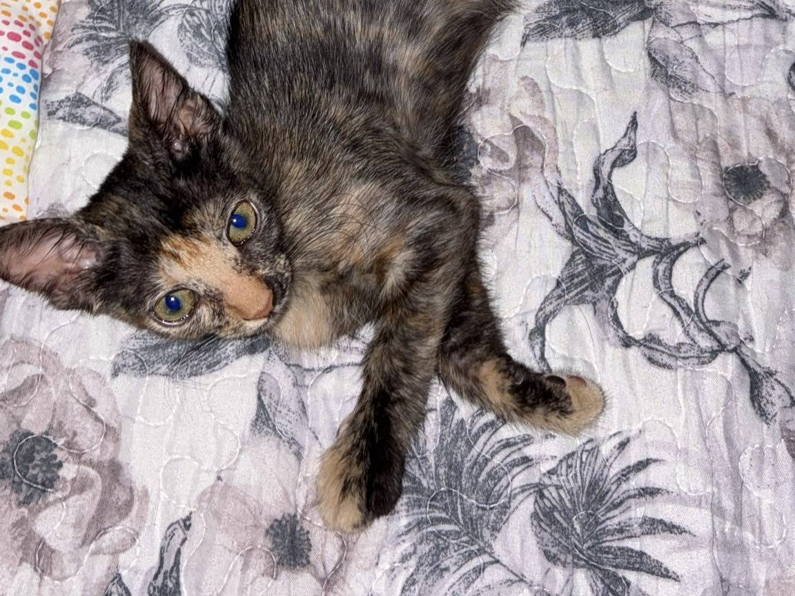 Adotta un gatto, femmina, 2 mesi, Torino