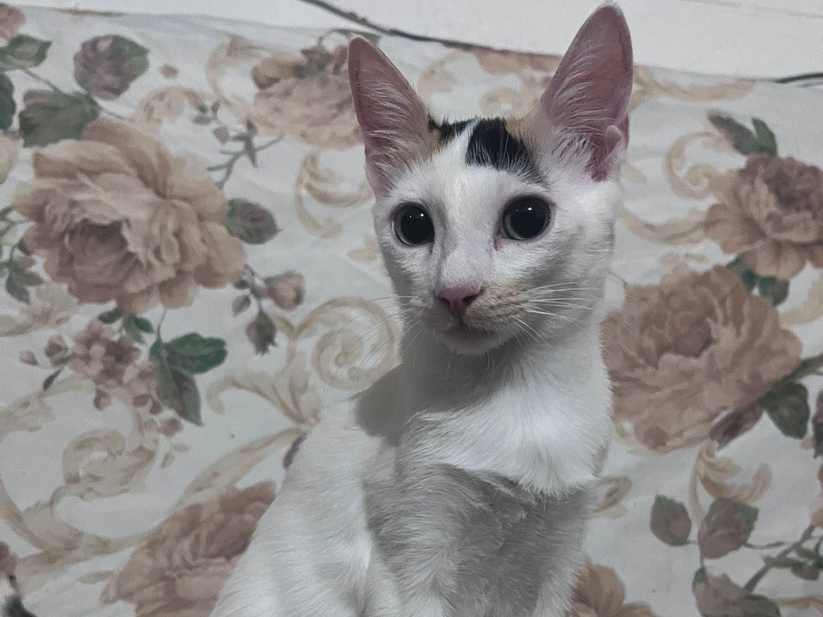 Adozione gatto, femmina, Razza sconosciuta Razza sconosciuta, 3 mesi, taglia non valida, Siracusa