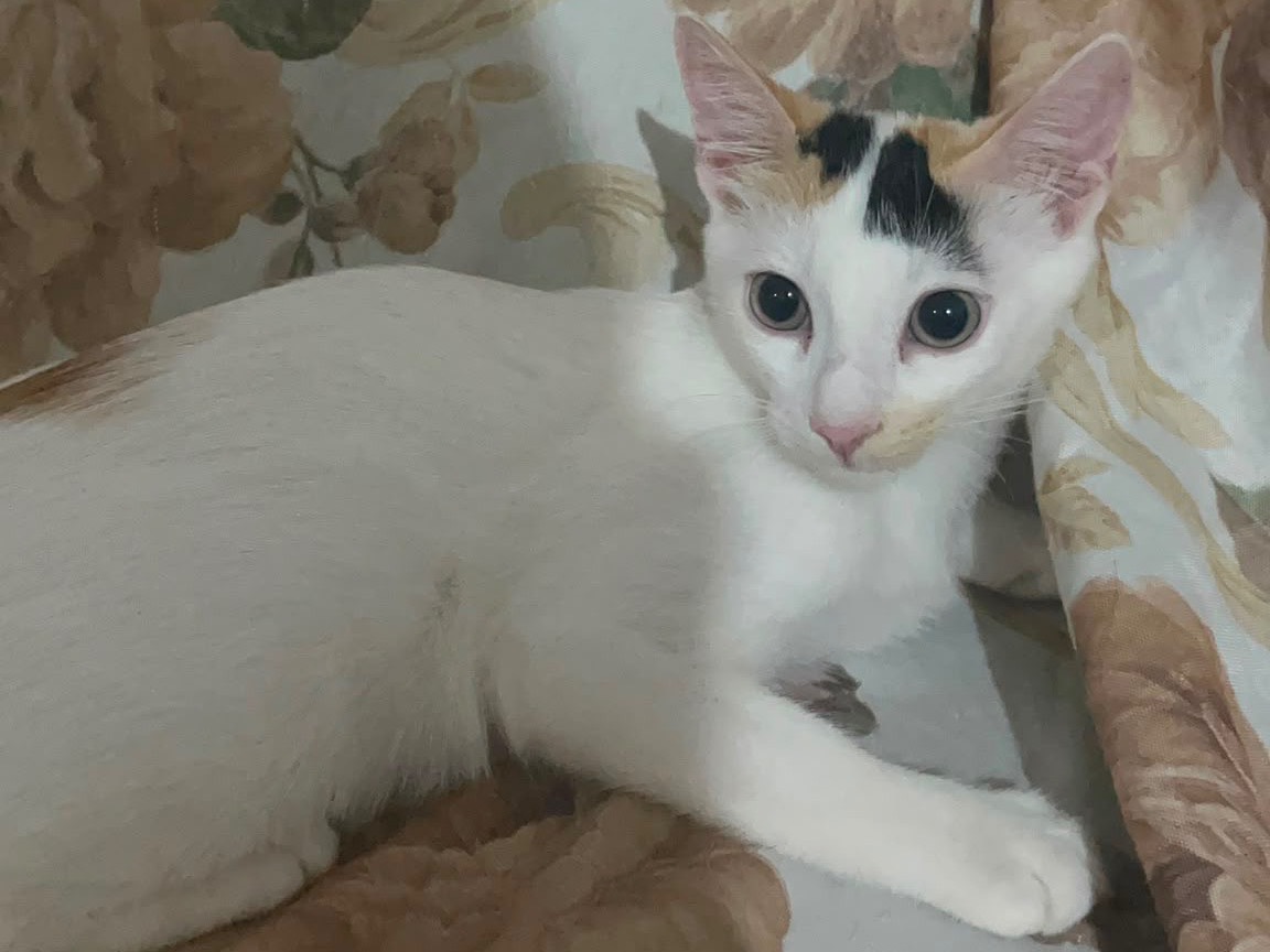Adotta un gatto, femmina, 3 mesi, Siracusa