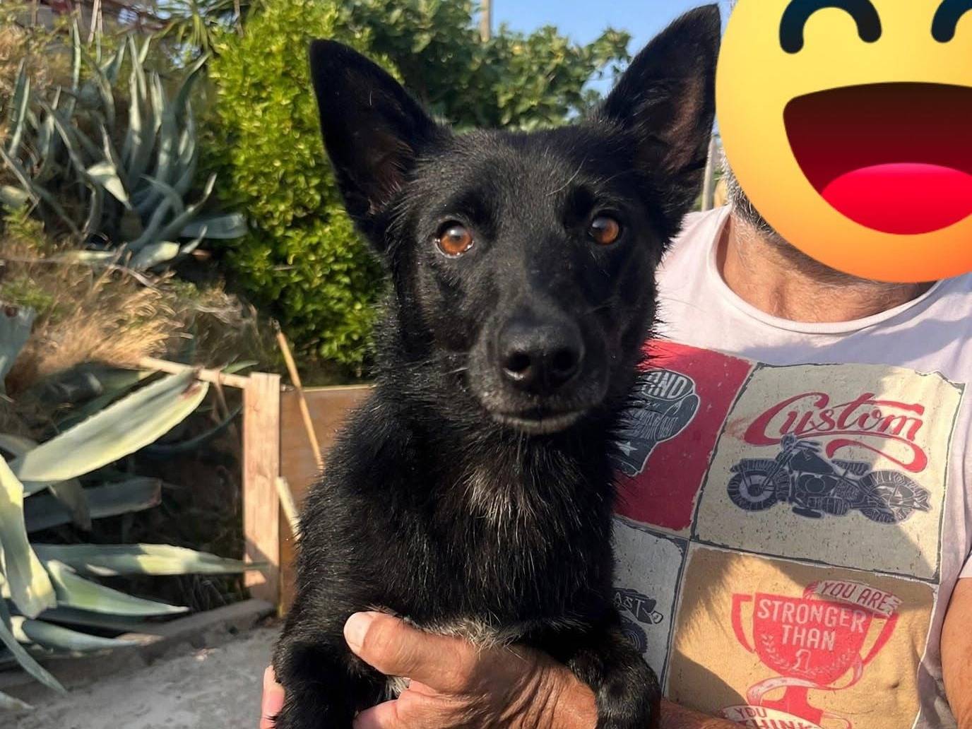 Adozione cane, maschio, Razza sconosciuta Razza sconosciuta, 3 anni e 7 mesi, taglia piccola, Cosenza