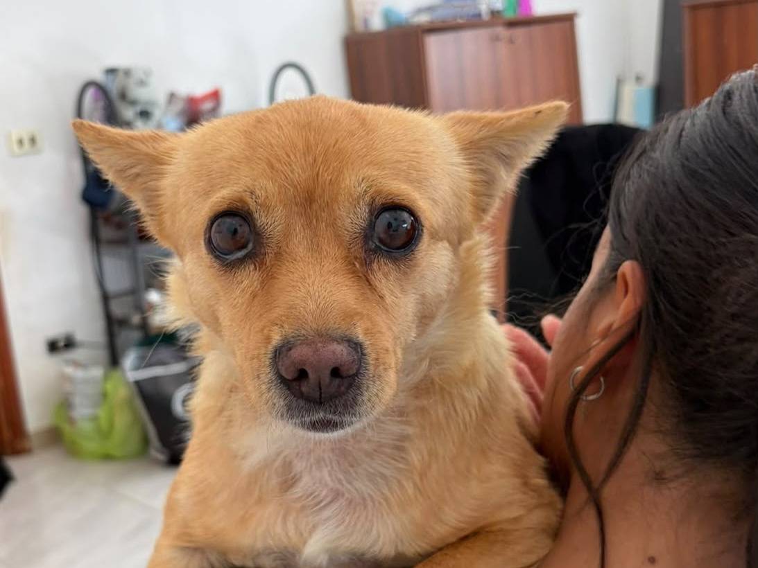 Adozione cane, femmina, Razza sconosciuta Razza sconosciuta, 7 anni e 3 mesi, taglia piccola, Bari