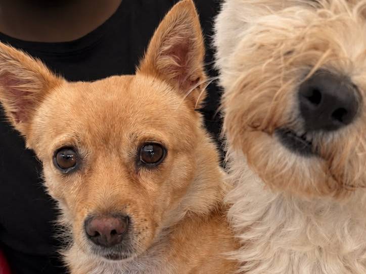 Adotta un cane, femmina, 7 anni e 3 mesi, Bari