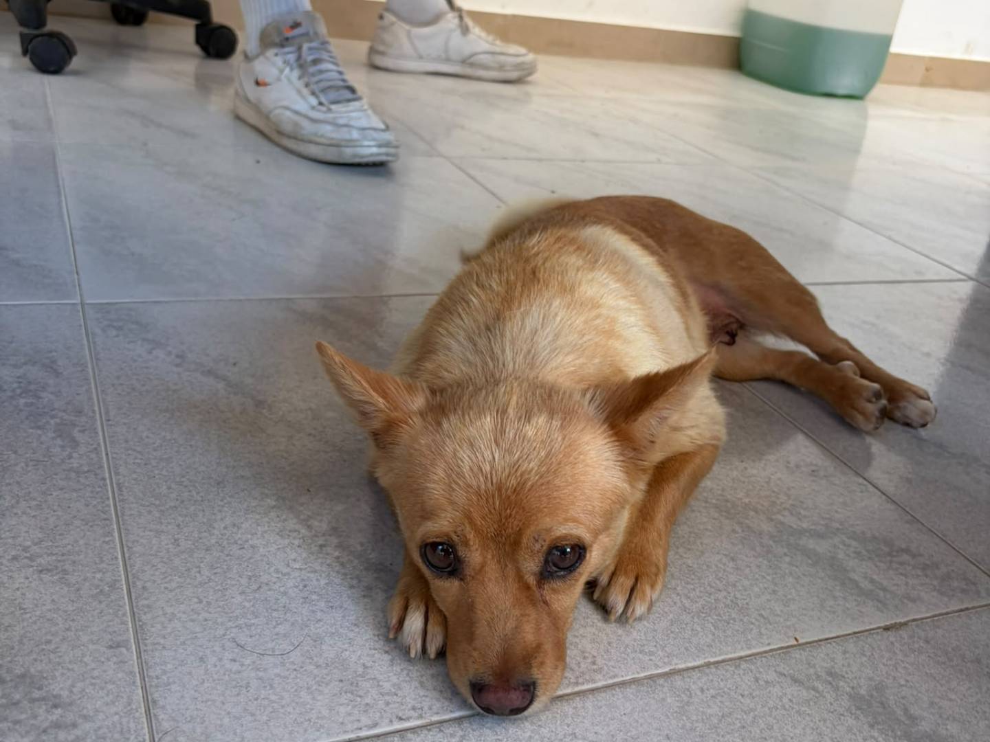 Adotta un cane, taglia piccola, femmina, Bari