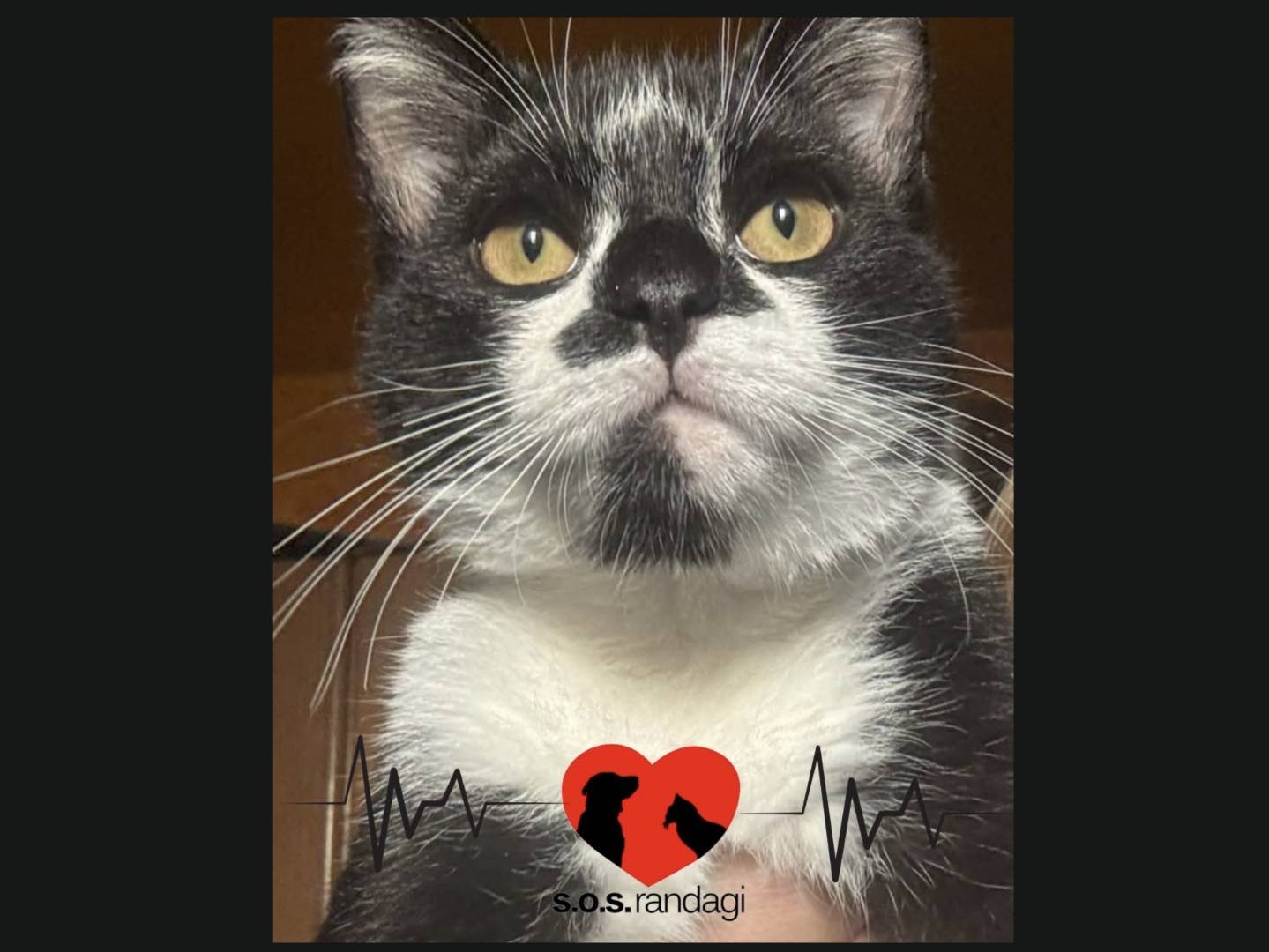 Adozione gatto, maschio, Razza sconosciuta Razza sconosciuta, 4 mesi, taglia non valida, Milano