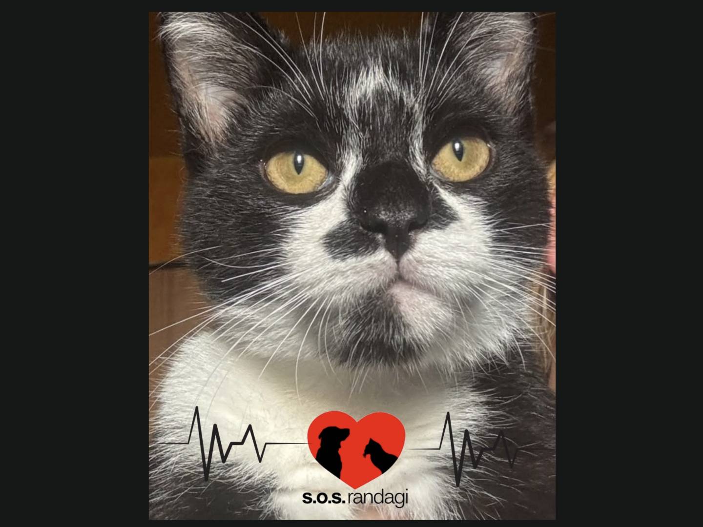 Adotta un gatto, maschio, 4 mesi, Milano