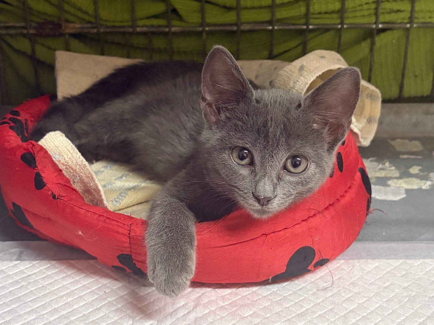 Adotta un gatto, femmina, 3 mesi, Potenza