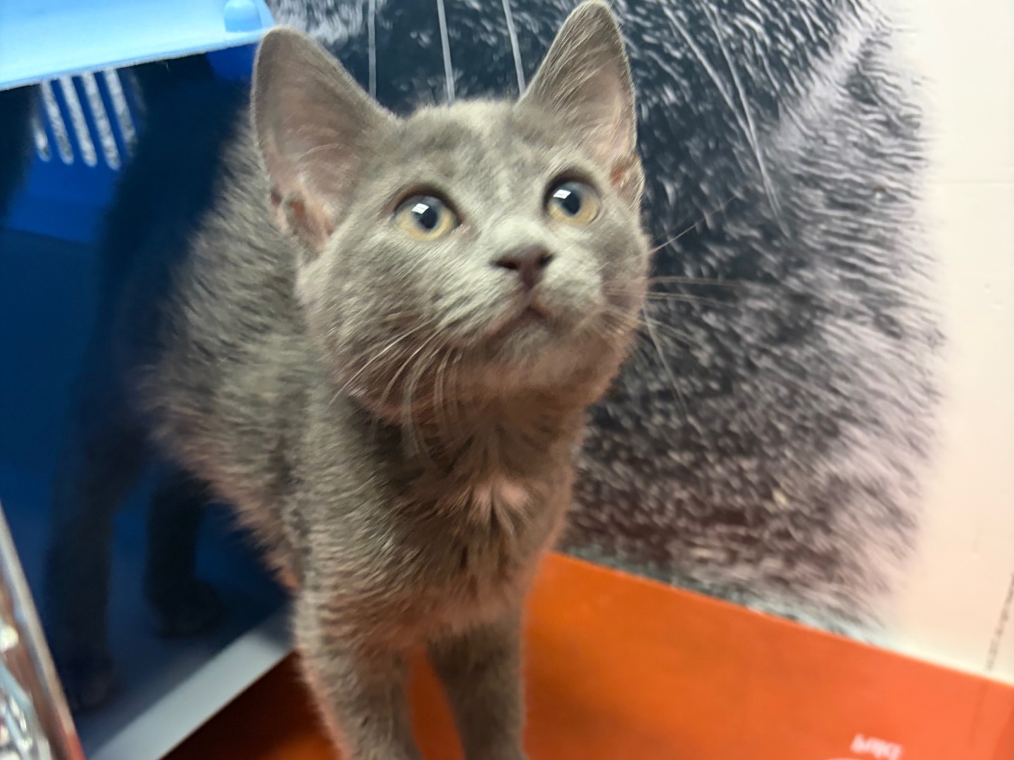 Adotta un gatto, taglia non valida, femmina, Potenza