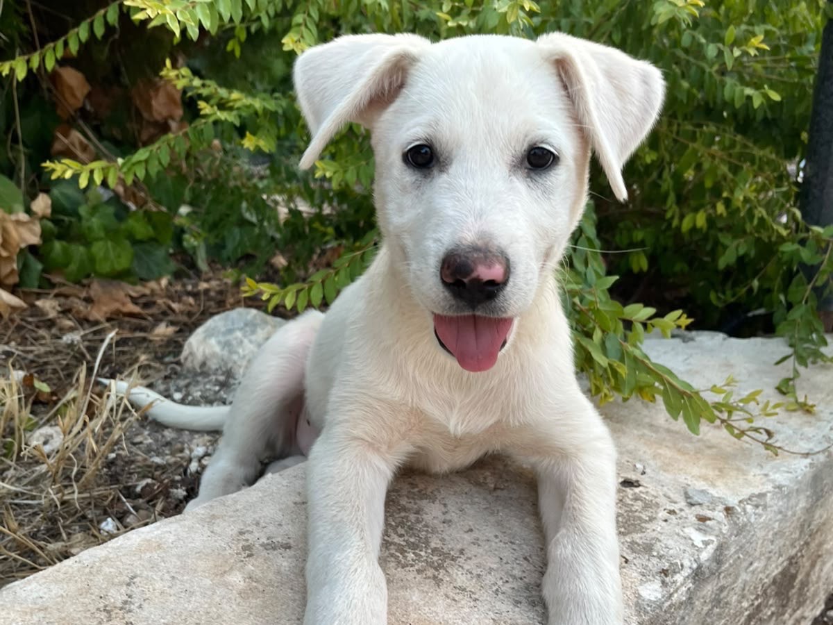 Adozione cane, maschio, Razza sconosciuta Razza sconosciuta, 3 mesi, taglia grande, Siracusa