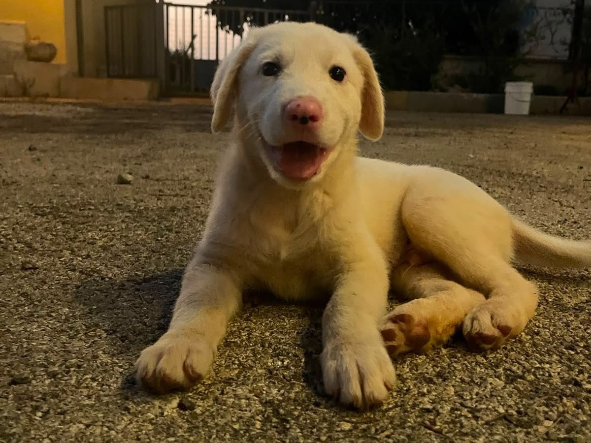 Adozione cane, maschio, Razza sconosciuta Razza sconosciuta, 3 mesi, taglia grande, Siracusa