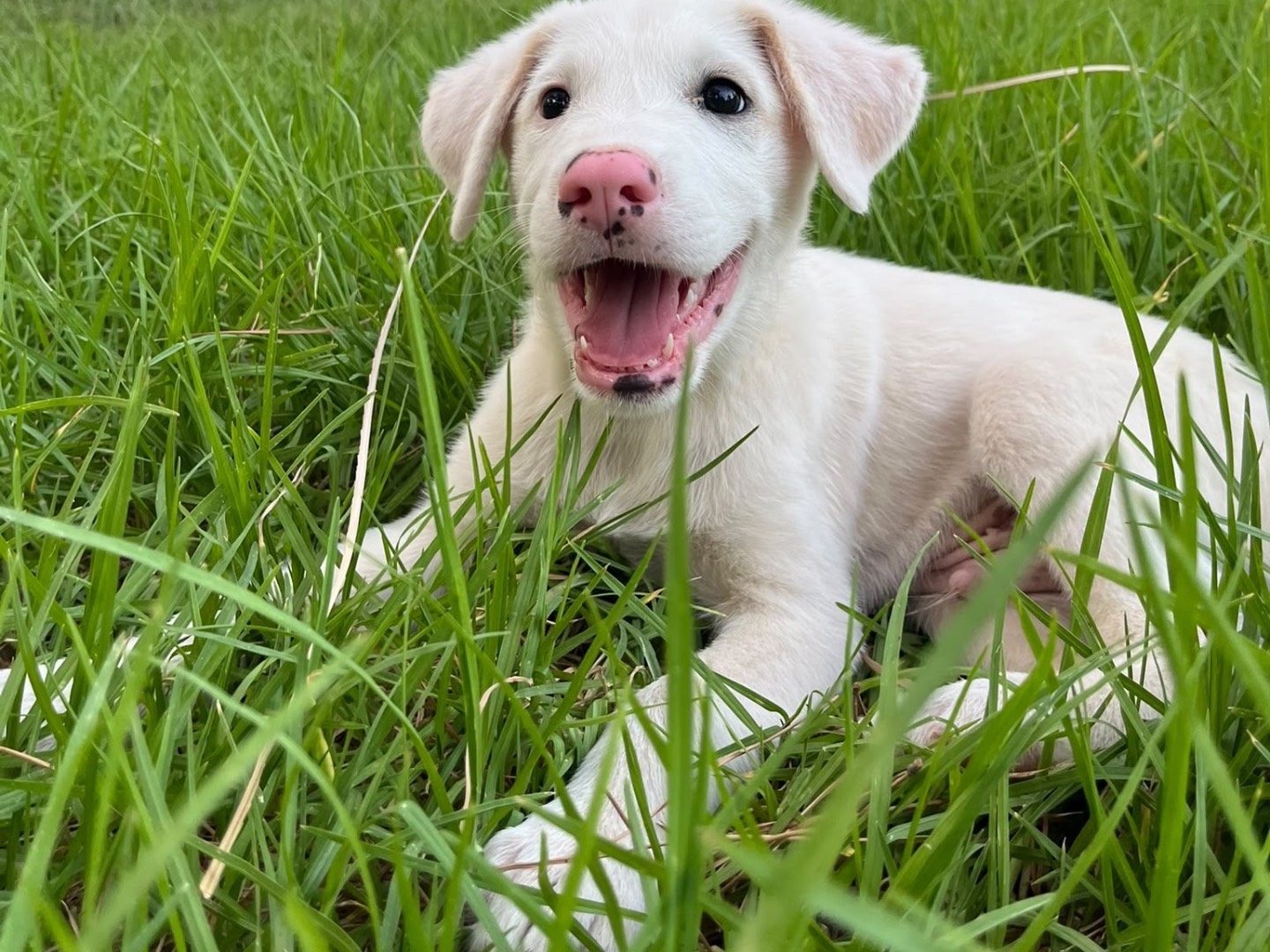 Adozione cane, maschio, Razza sconosciuta Razza sconosciuta, 3 mesi, taglia grande, Siracusa