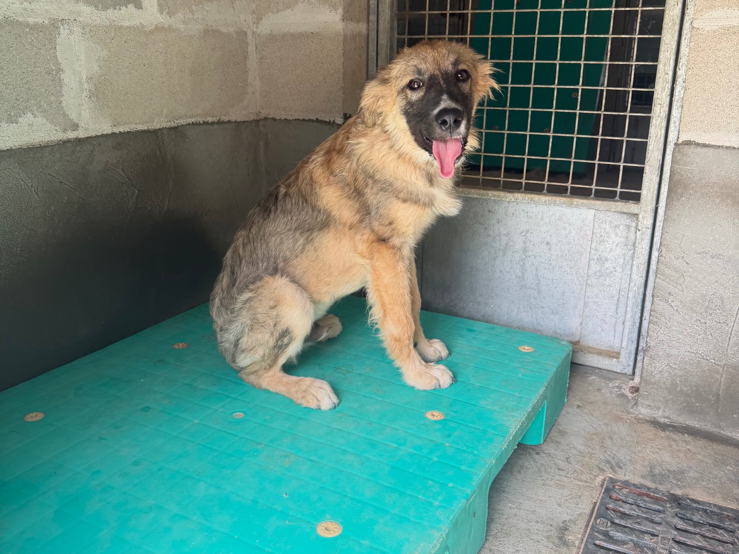 Adotta un cane, maschio, 7 mesi, Salerno