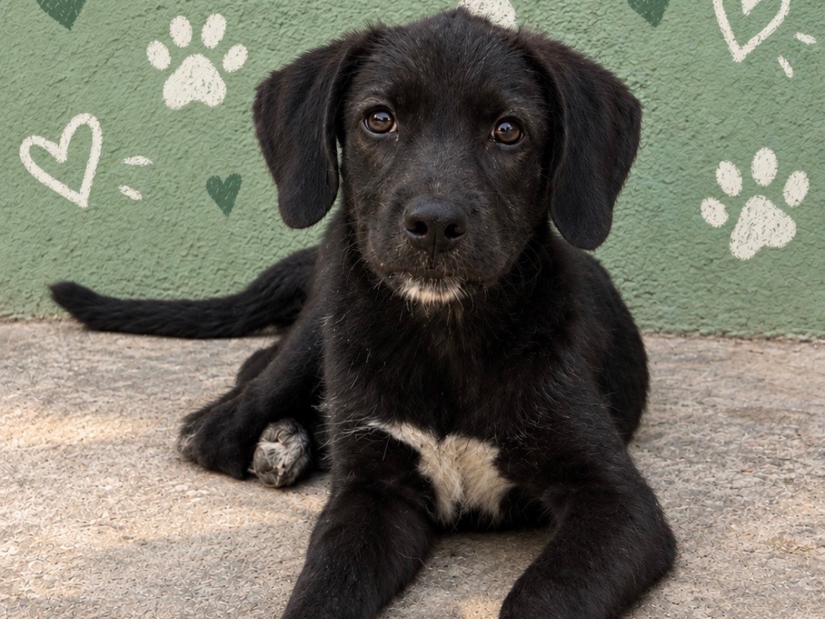 Adozione cane, maschio, Razza sconosciuta Razza sconosciuta, 5 mesi, taglia media, Sud