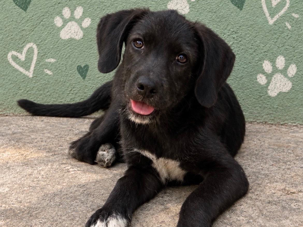 Adotta un cane, maschio, 5 mesi, Sud